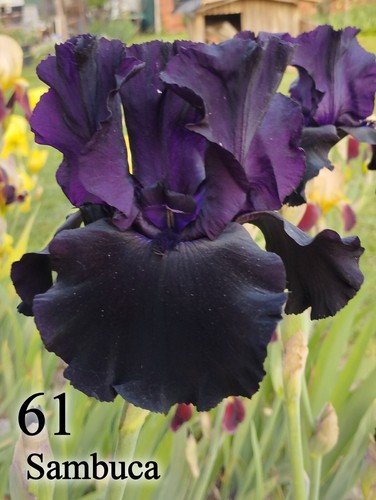 Rizoma iris germanica - 1,