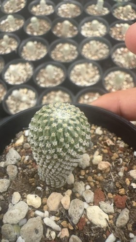 Semi pelecyphora - semi,