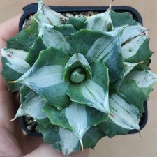 Agave potatorum cv