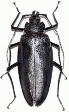 1 A-1 Ctenoscelis ater 86 mm Perù vero scarabeo prionidae corno lungo non montato