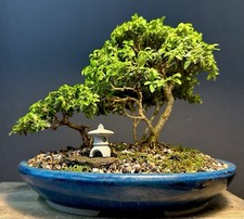 Bonsai Saikei Tree Forest
