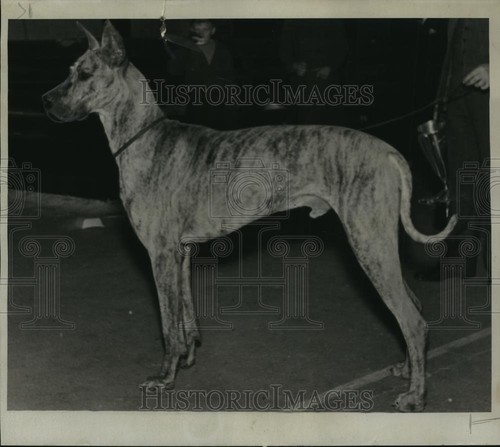 Foto stampa 1935 pascha - foto,