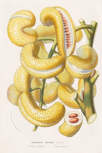 Decaisnea insignis asia - insignis,