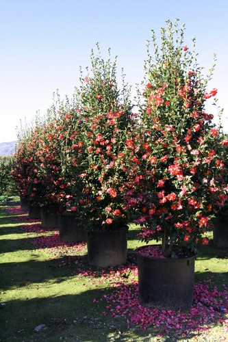 Camelia rossa camellia - rossa, "camellia