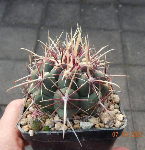 Semi thelocactus - semi/semi,