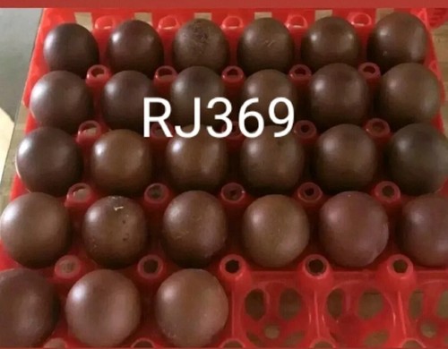 French black copper marans - french,