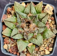 ARIOCARPUS HINTONII from seed