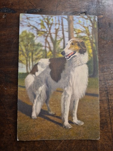 Cartolina cane levriero - cane, russo