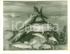 1935 MOSTRE D'ARTE Arturo DAZZI Pesci sulla spiaggia *Foto quadro con AUTOGRAFO