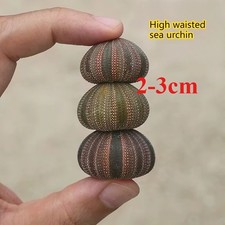 3 pezzi nuovo riccio di mare a