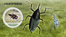 Coleotteri