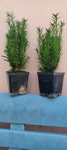 Terminati non acquistare taxus - non,