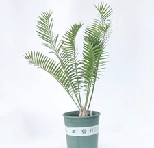 Vaso 23 cm raro cactus