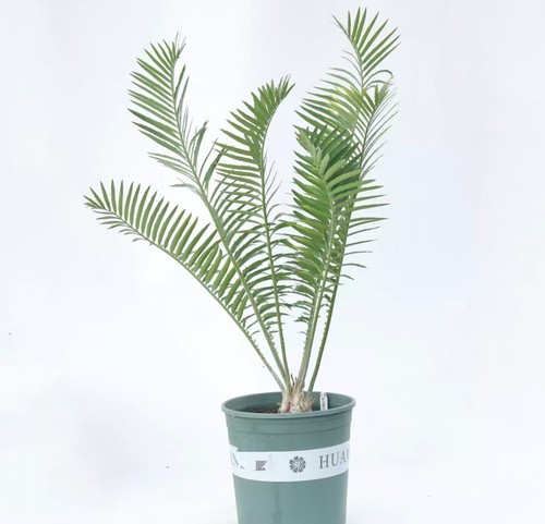 Vaso raro cactus - 23, cm