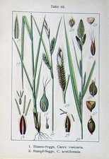 Antica stampa originale fiori