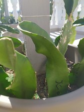 Pianta pitaya frutto del - frutto,
