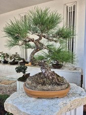 Bonsai di pinus thunbergii