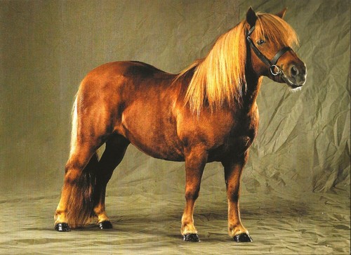 Cartolina pony shetland mare - cartolina,