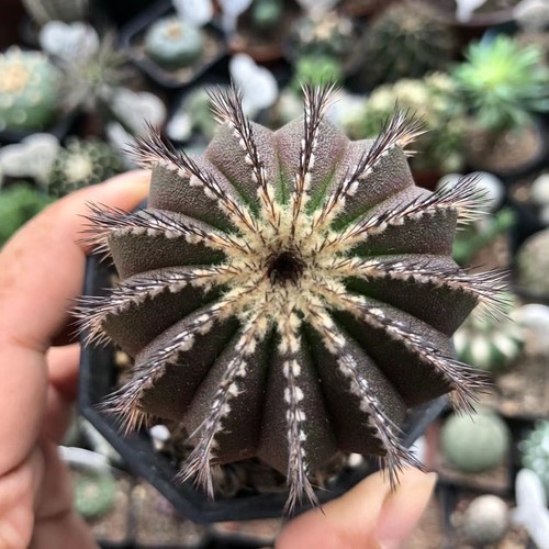 Cm viola uebelmannia - cm,