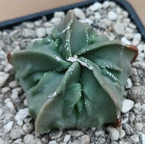 Astrophytum myriostigma