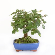 Bonsai Quercus Pubescens -