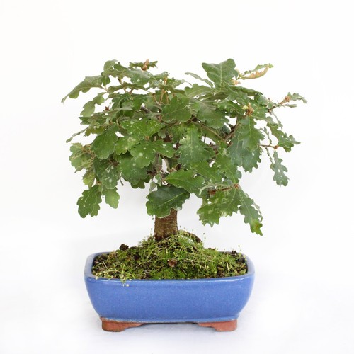 Bonsai quercus pubescens - pubescens,