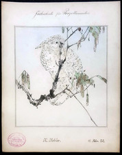 Acquerello antico bozzetto