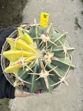 Rara pianta succulenta