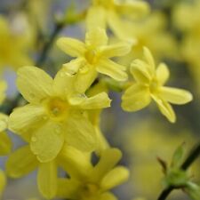 Gelsomino d'inverno 1L - La