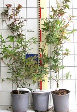 Acer palmatum "Deshojo" -