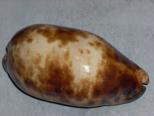 Cypraea testudinaria big - testudinaria,