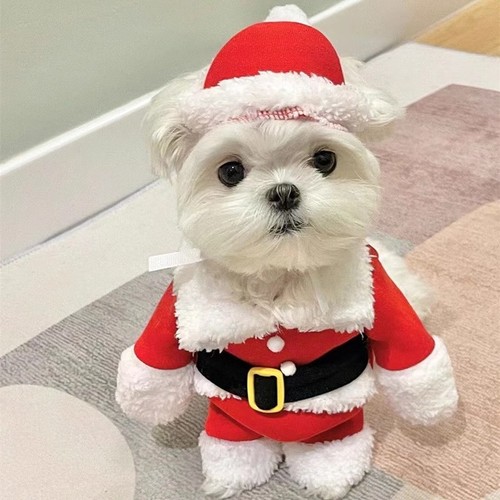 Vestiti per cuccioli animali