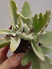 Kalanchoe Foglia Di Quercia