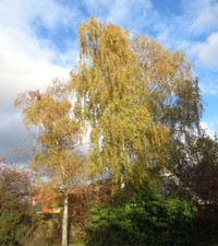Betula pendula - betulla sospesa | betulla argentata