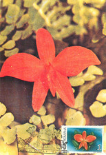 E0046 Maxi card Romania fiori