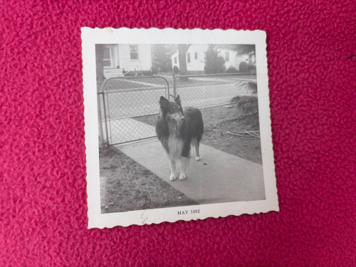 Cane cucciolo hound vintage - k9,