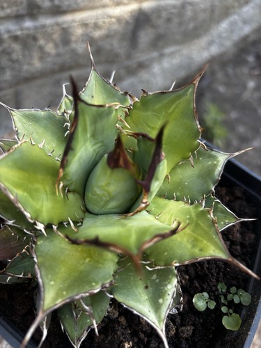 Agave titanota - agave,