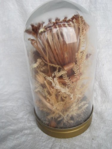 Cupola vetro vintage cloche - cupola,
