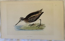 JACK SNIPE WHISK LYMNOCRYPTES