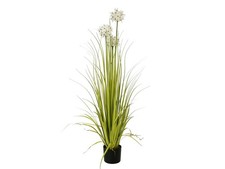 Europalms allium grass - europalms,