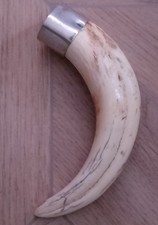 Zanna Di Cinghiale Con Attacco