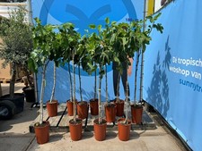 ALBERO DI FICO - FICUS CARICA