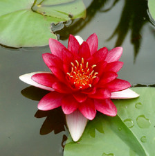 15 semi di Nymphaea ATTRACTION