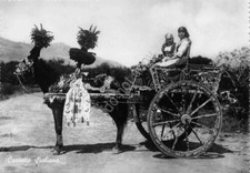 Postcard sicily sicilian - postcard,