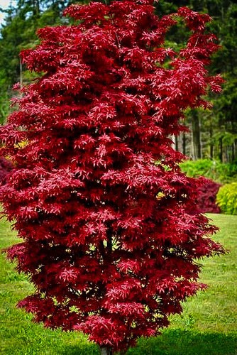 Acero rosso giapponese acer - rosso,