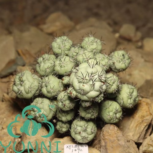 Cm ortegocactus - 10,5,