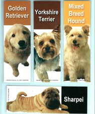 Yorshire Terrier Golden
