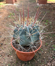 FEROCACTUS RECTISPINUS -