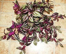 Scatola Finestra Verde