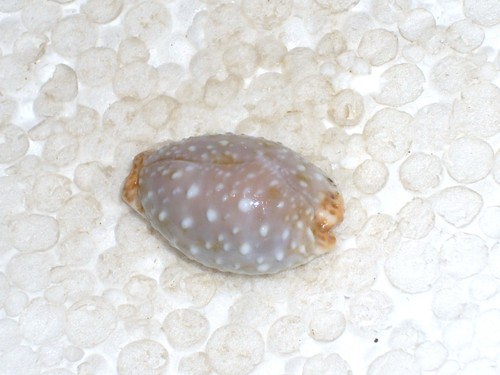 Cypraea limacina facifer - cypraea,